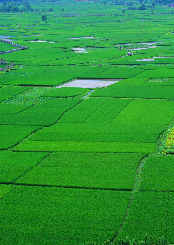 田野图片