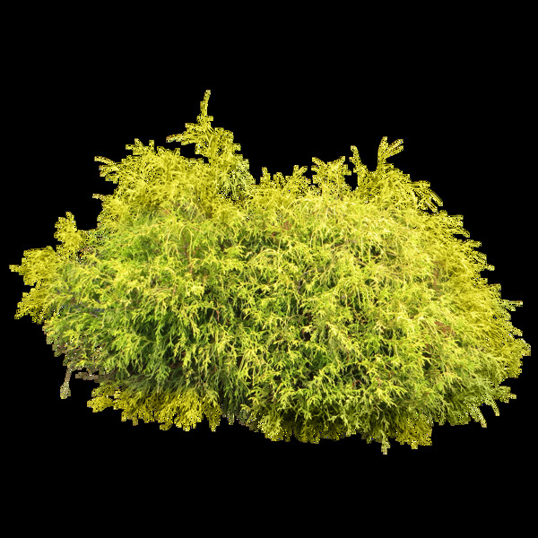 嫩绿灌木丛免抠png透明图层素材