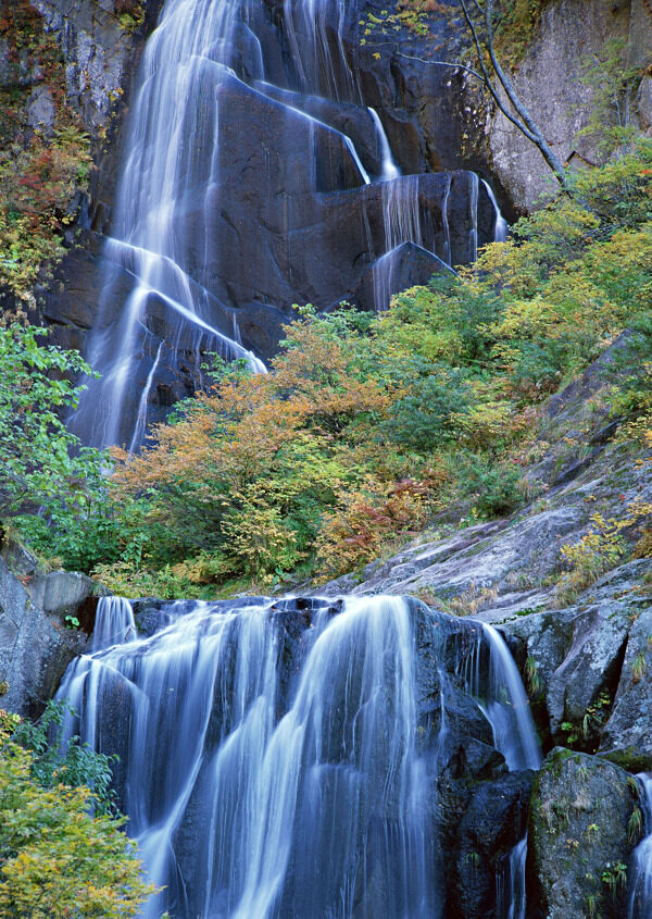 树植物水风景