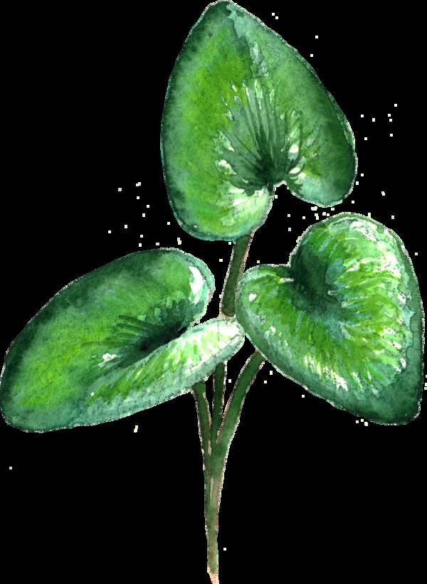 绿色大叶片植物透明素材