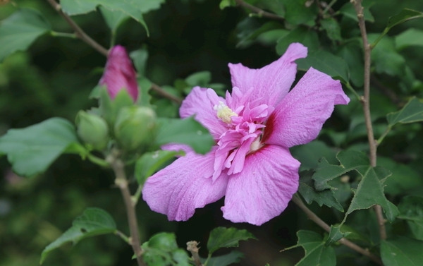 木槿花