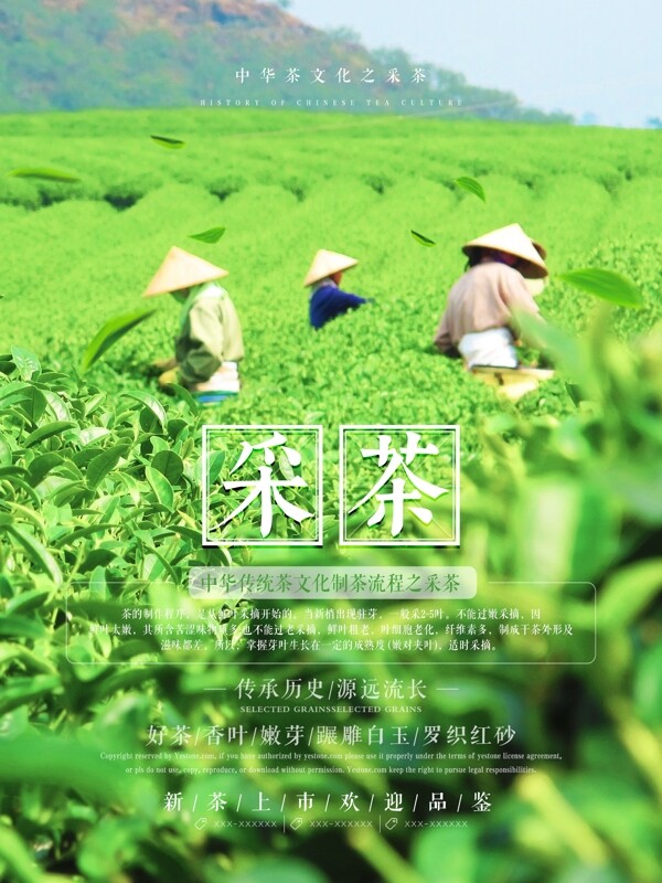 茶文化传统制茶工艺流程之采茶海报设计