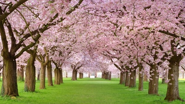 桃树风景图片