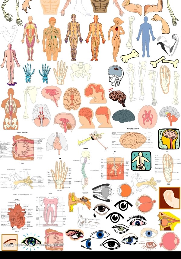 人体结构图片