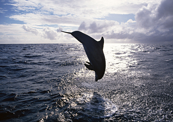 海面海豚摄影