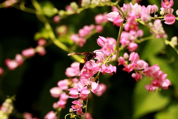 粉色小花蜂2