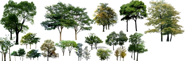 绿化树种图片