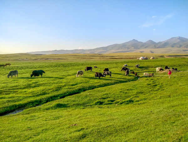新疆喀纳斯草原牧场风光
