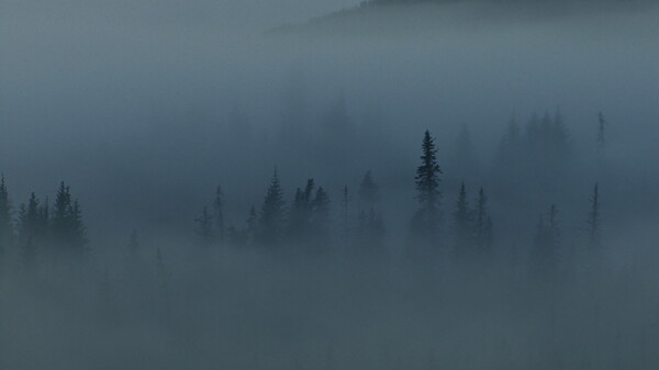 雾蒙蒙的森林蓄积的录像视频免费下载