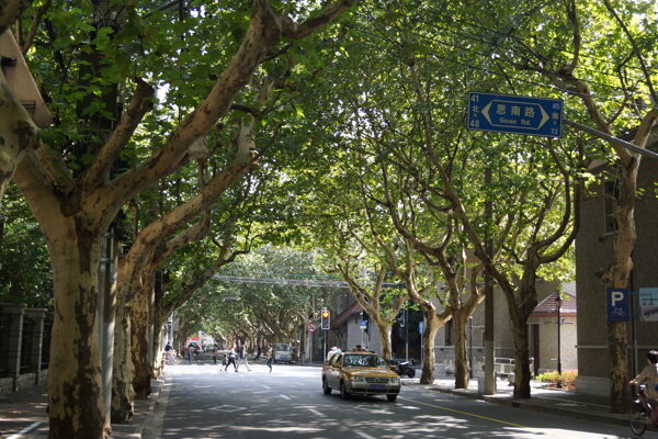 街道法梧桐树图片