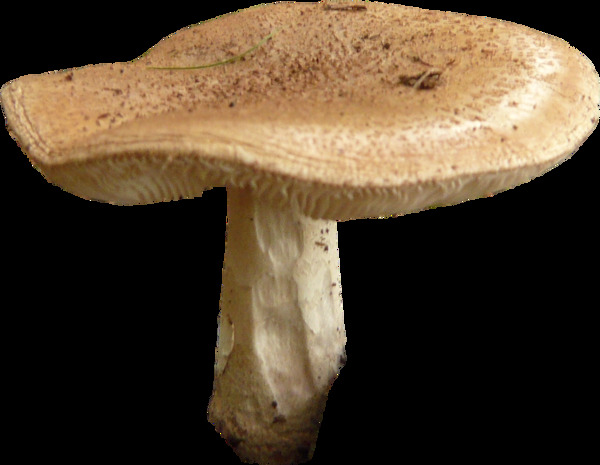 黄色蘑菇png元素