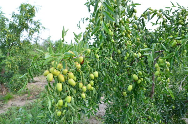新疆枣树