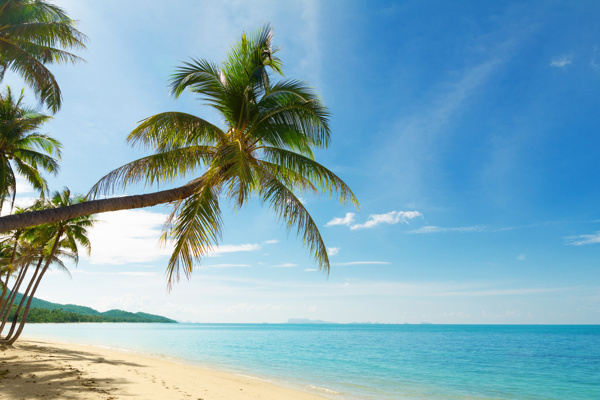 蓝天椰树大海风景