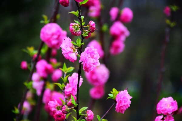 樱花图片