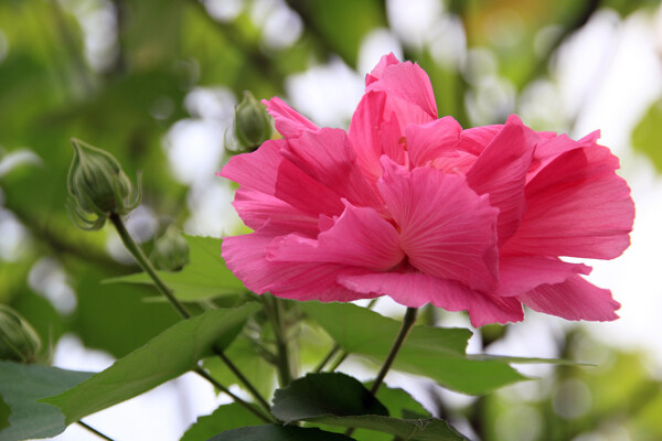 木芙蓉图片