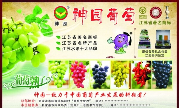 葡萄广告图片
