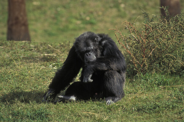 草地上的黑猩猩图片
