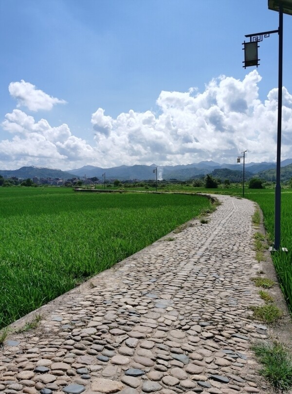 南方夏季水稻田图片