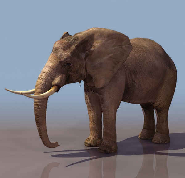 ELEPHANT大象3d模型图片