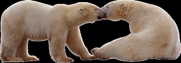 接吻的两只北极熊免抠png透明图层素材