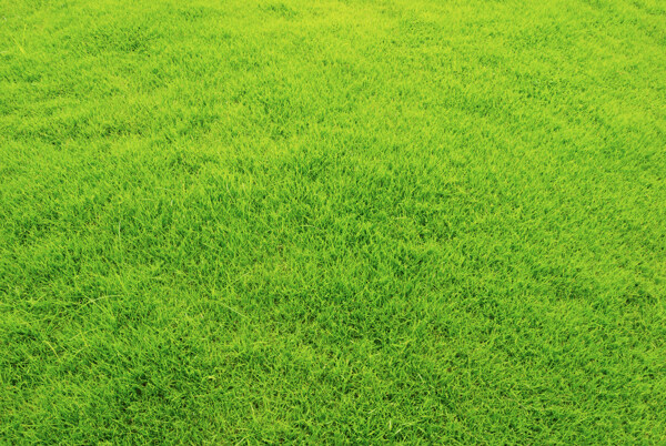 绿色草地草坪背景高清