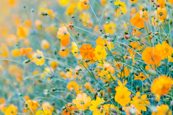唯美黄色花朵图片