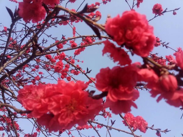 梅花桃花美景粉色绿植图片