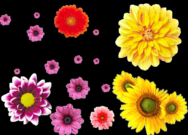 各种颜色的菊花花朵透明素材
