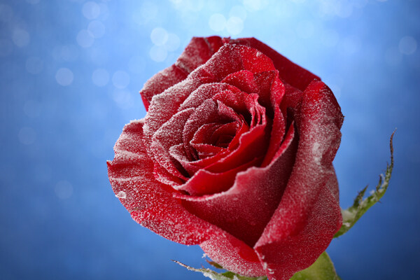 带霜的玫瑰花
