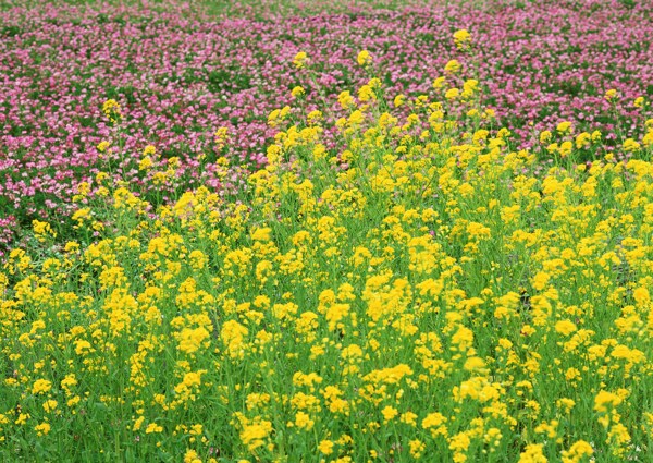 油菜花与红色花图片