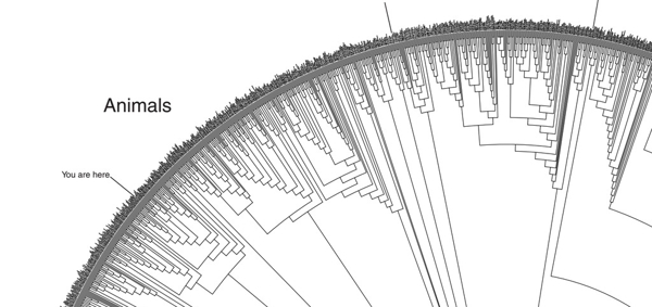 地球生物树状谱系图