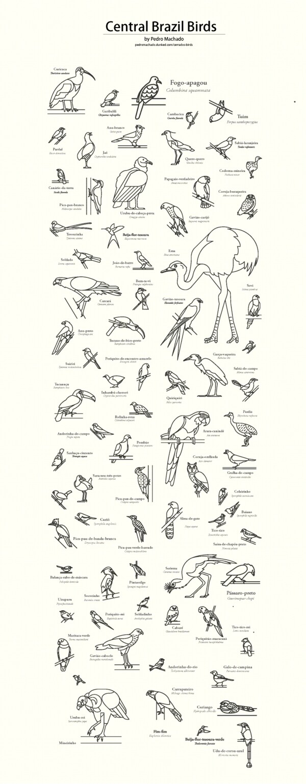 古典风格线稿海报杂志素材鸟类介绍教育背景