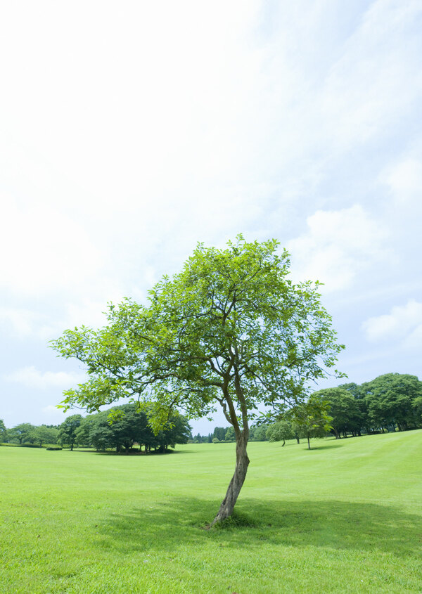 草地蓝天