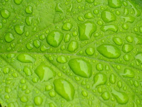 绿色树叶纹理水滴图片