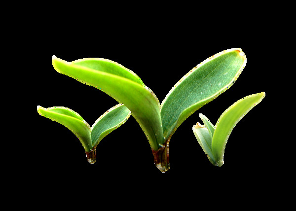 三棵正财发芽的植物透明植物素材