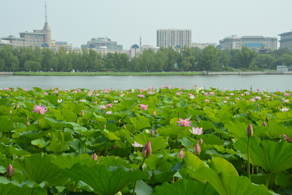 夏日莲花池