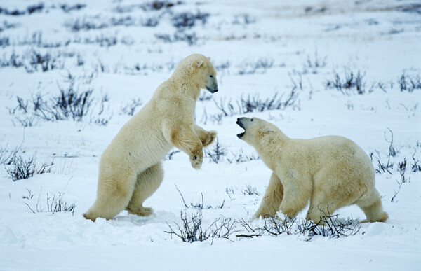 雪地上两只玩耍的北极熊图片