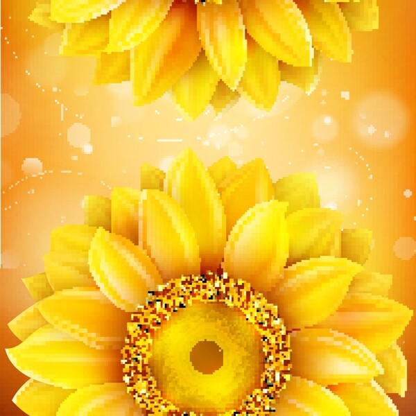 金黄色葵花
