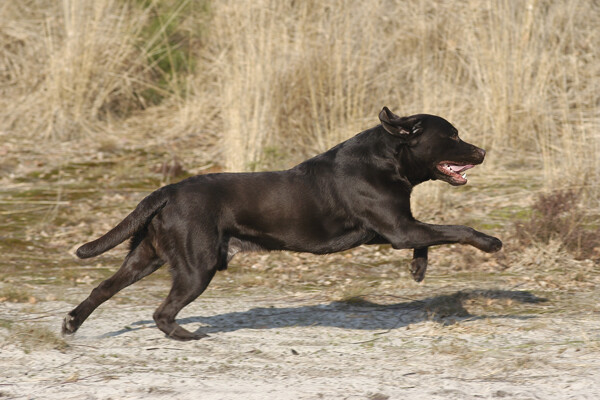 奔跑的黑狗