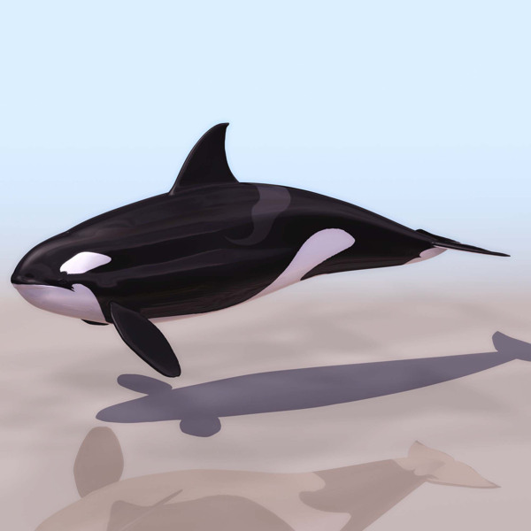 3D模型图库动物类鲸鱼图片