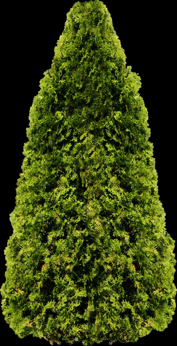 绿色枞树圣诞树免抠png透明图层素材
