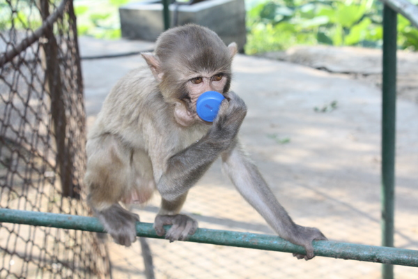 猴子喝水图