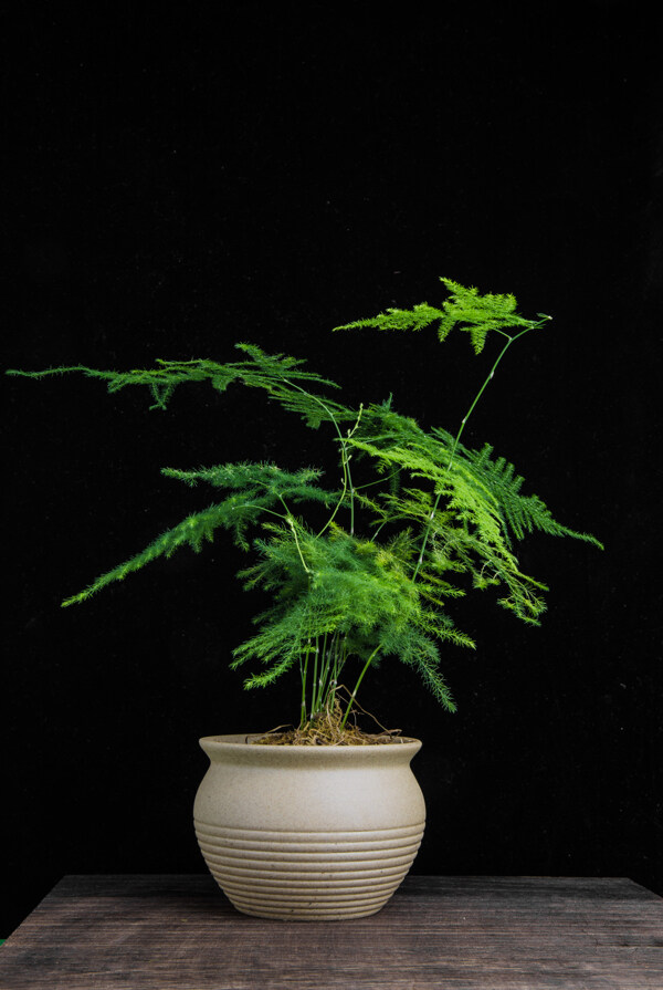 清新中式植物文竹摄影图