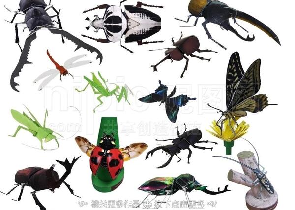 昆虫模型图片