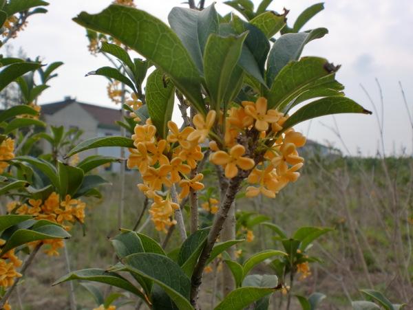 桂花