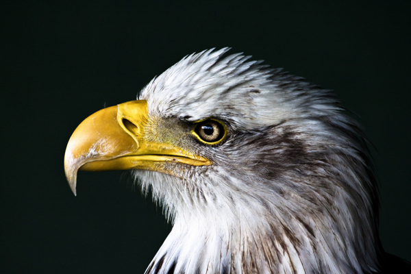 美国白头鹰图片