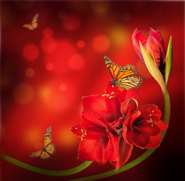 蝴蝶与红色鲜花图片