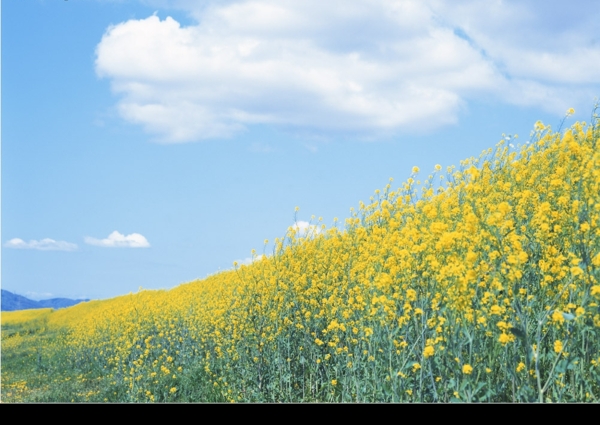 田园油菜花图片