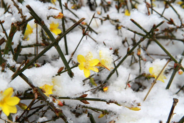 雪花中的迎春花图片