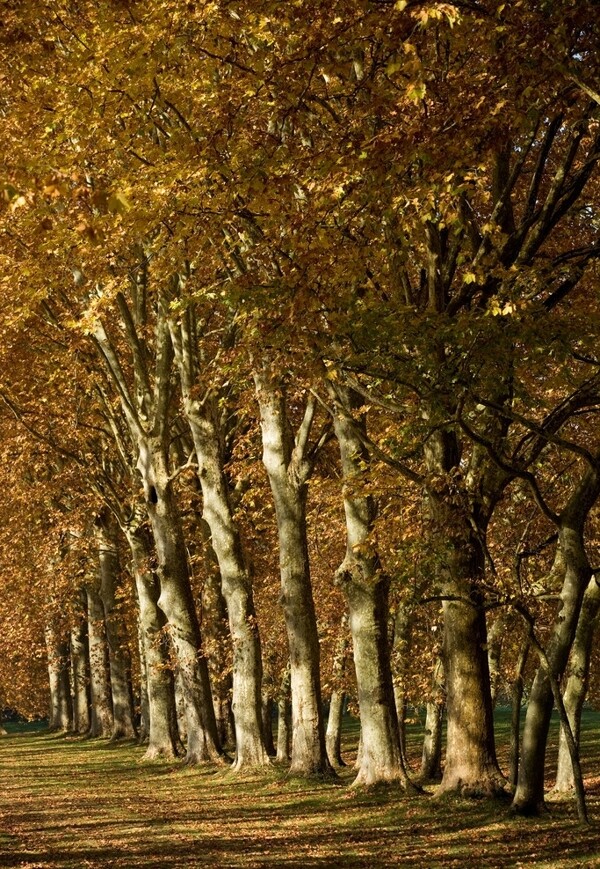 法国梧桐树树林风景图片